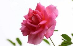 (mng)Ҋ¼ (mng)(mng)Ҋ¼ʲôA(y) (mng)Ҋ¼ò